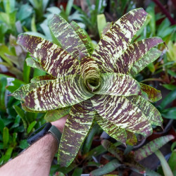 Goudea ospinae var. gruberi 'Large' – Mini broméliacée zébrée | Jungle