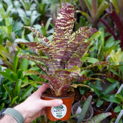 Goudea ospinae var. gruberi 'Large' – Mini broméliacée zébrée | Jungle