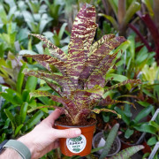 Goudea ospinae var. gruberi 'Large' – Mini broméliacée zébrée | Jungle