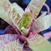 Goudea ospinae var. gruberi 'Small' – Mini broméliacée zébrée | Jungle
