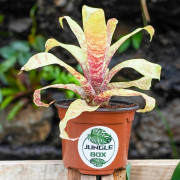 Goudea ospinae var.gruberi Taille S