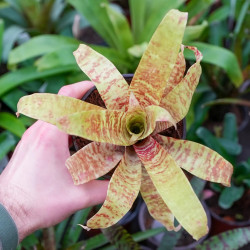 Goudea ospinae var. gruberi 'Small' – Mini broméliacée zébrée | Jungle