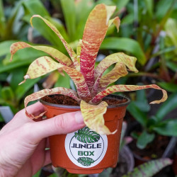 Goudea ospinae var. gruberi 'Small' – Mini broméliacée zébrée | Jungle