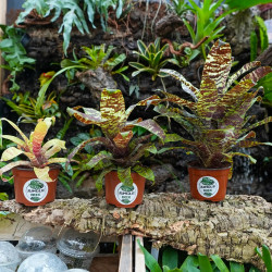 Goudea ospinae var. gruberi 'Small' – Mini broméliacée zébrée | Jungle