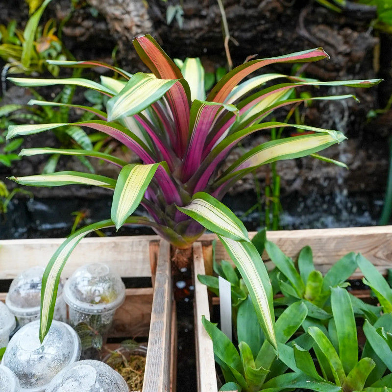 Vriesea sucreii variegata L