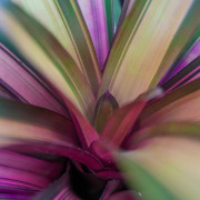 Vriesea sucreii variegata L