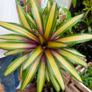 Vriesea sucreii variegata L