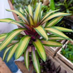 Vriesea sucreii variegata L