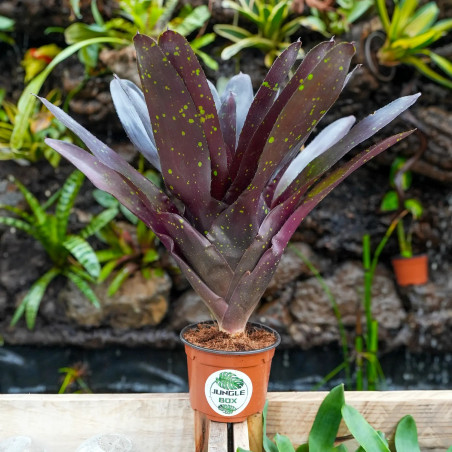Neoregelia purple haze