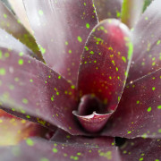 Neoregelia purple haze