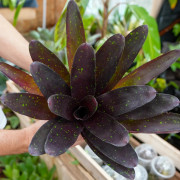 Neoregelia purple haze