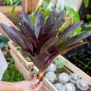 Neoregelia purple haze