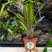 Neoregelia kahala dawn red