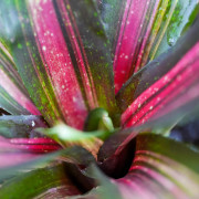 Neoregelia kahala dawn red