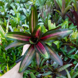Neoregelia kahala dawn red