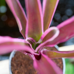 Neoregelia ‘Pink’  – Colorful Tropical Bromeliad for Terrariums & Interiors
