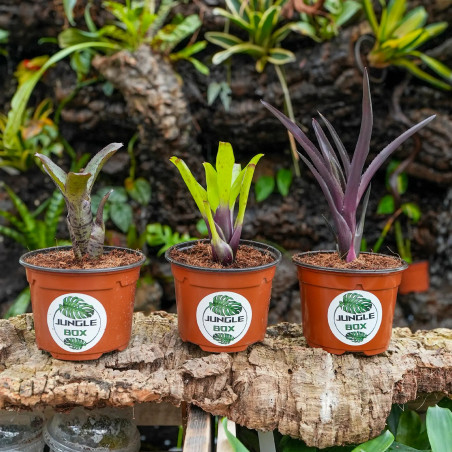 Lot de 3 neoregelias (agnès-ajax-damalis)