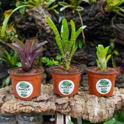 Lot de 3 neoregelias (iris-tigrina hybrid-ileana)