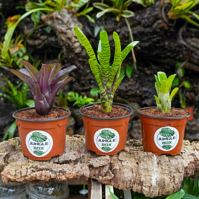 Lot de 3 neoregelias (iris-tigrina hybrid-ileana)