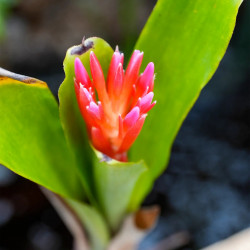 Quesnelia humilis en fleur