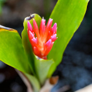 Quesnelia humilis en fleur