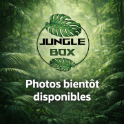 Begonia darthvaderiana'green spot'