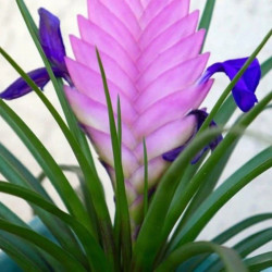 Tillandsia cyanea