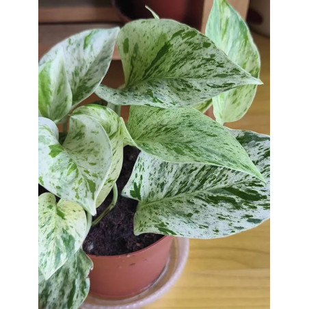 Epipremnum snow leopard