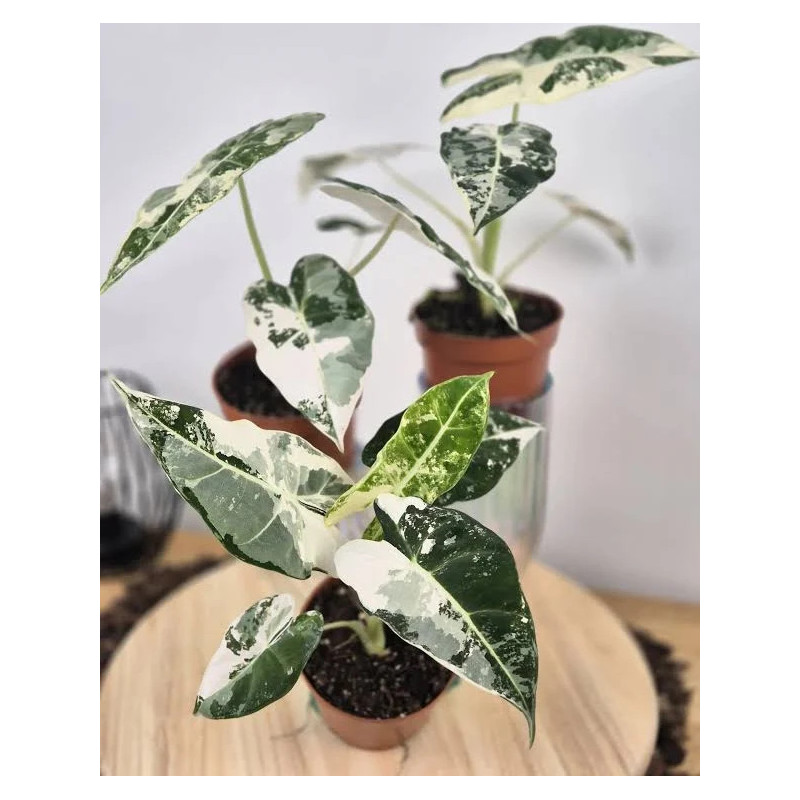 Alocasia Frydek Variegata – Rare Variegated Alocasia | JungleBox