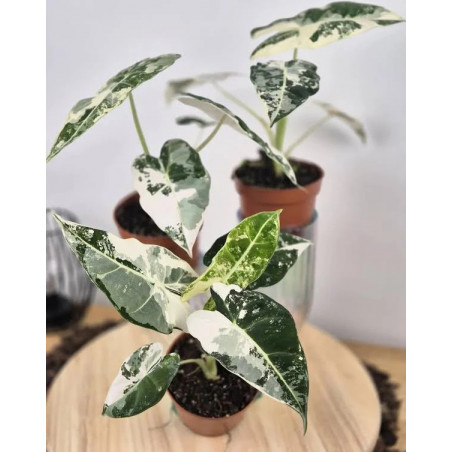 Alocasia Frydek Variegata – Rare Variegated Alocasia | JungleBox