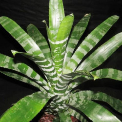 Aechmea chantinii rebecca S