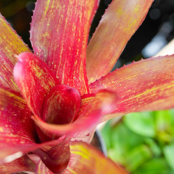Neoregelia rio grande
