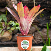Neoregelia ‘Rio Grande’ – Broméliaée tropicale colorée pour terrariums et intérieurs
