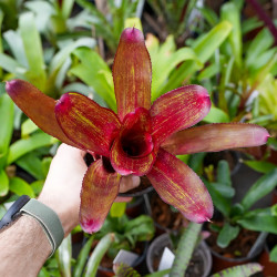 Neoregelia ‘Rio Grande’ – Broméliaée tropicale colorée pour terrariums et intérieurs