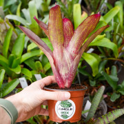 Neoregelia ‘Rio Grande’ – Broméliaée tropicale colorée pour terrariums et intérieurs