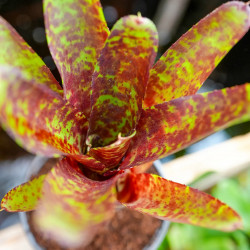 Neoregelia ‘Betty Head’ – Broméliade colorée pour terrariums et intérieurs tropicaux