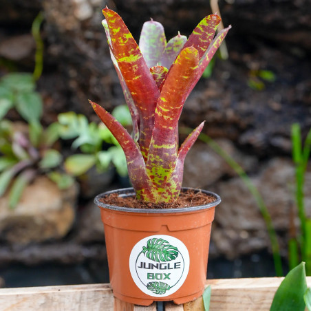 Neoregelia betty head