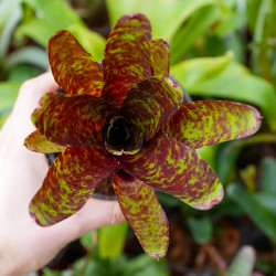 Neoregelia ‘Betty Head’ – Broméliade colorée pour terrariums et intérieurs tropicaux
