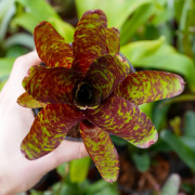 Neoregelia ‘Betty Head’ – Broméliade colorée pour terrariums et intérieurs tropicaux