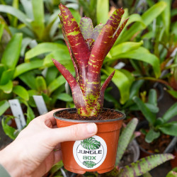 Neoregelia ‘Betty Head’ – Broméliade colorée pour terrariums et intérieurs tropicaux