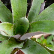 Aechmea tessmanii