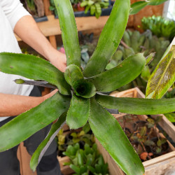 Aechmea tessmanii