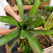 Aechmea tessmanii