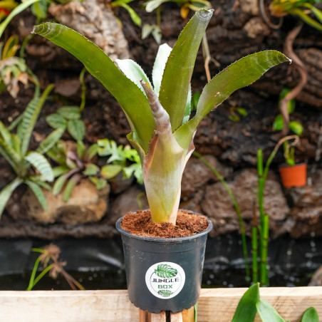 Aechmea tessmanii C-1