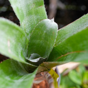 Aechmea tessmanii C-1