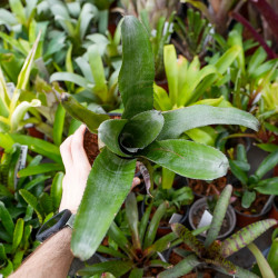 Aechmea tessmanii C-1