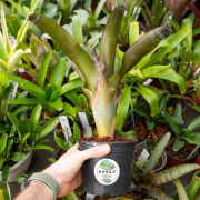 Aechmea tessmanii C-1