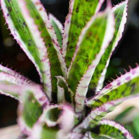Aechmea orlandiana variegata