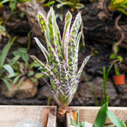 Aechmea orlandiana variegata