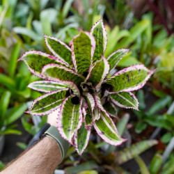 Aechmea orlandiana variegata